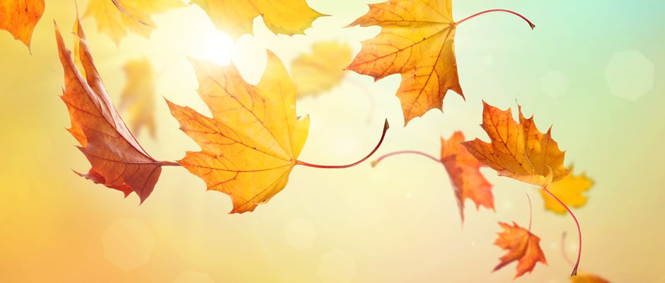 Thanksgiving Hours